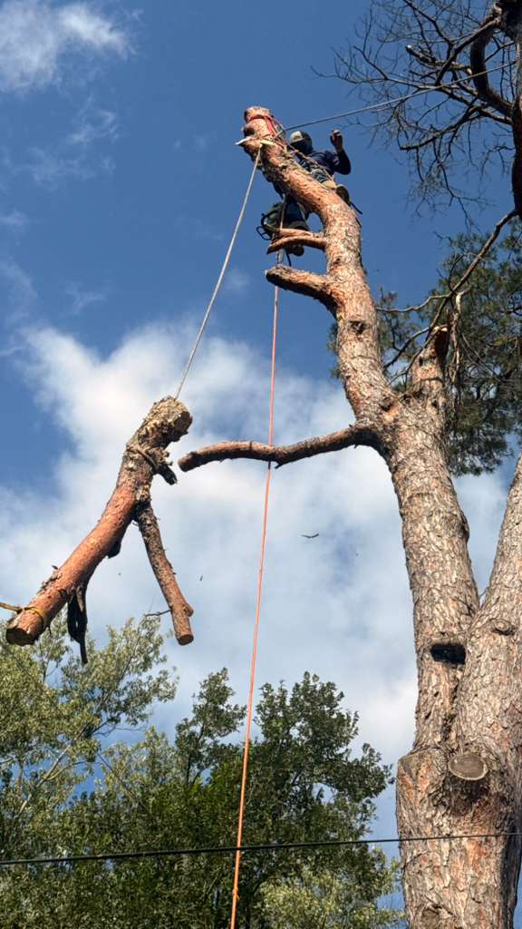 Tree removal specialist safely lowering a large cut branch in North Kansas City, Missouri